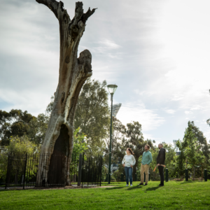 MCG Scar Tree Walk – Corporate & Organisations
